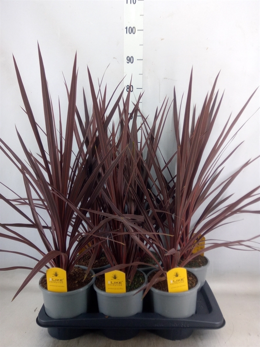 <h4>Cordyline austr. 'Red Star'</h4>