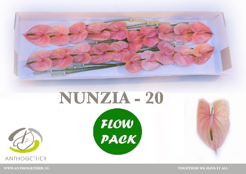 <h4>Anthurium Nunzia</h4>