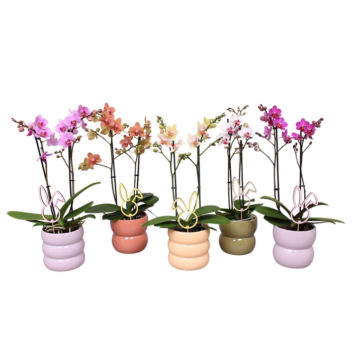 <h4>Phal. Multiflora 2-tak mix in keramiek BGC951 + bijsteker Pasen</h4>