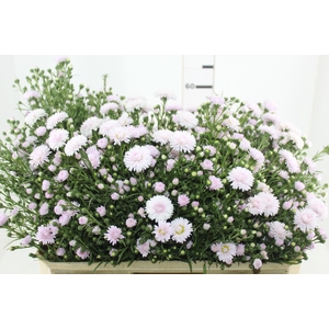 ASTER MARIANA 060 CM ROSA CLARO