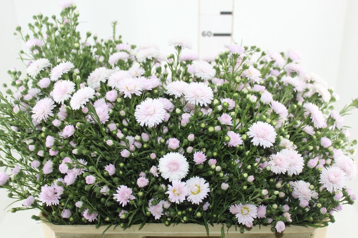 <h4>ASTER MARIANA 060 CM ROSA CLARO</h4>