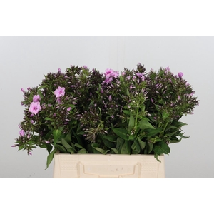 Phlox P Sweet Lexy