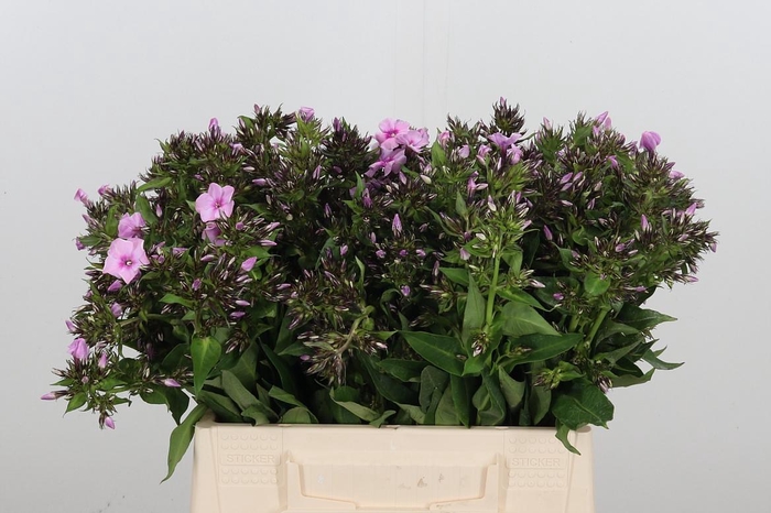 <h4>Phlox P Sweet Lexy</h4>
