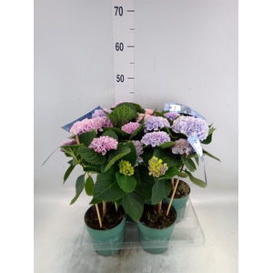 Hydrangea mac. 'Magical Revolution'