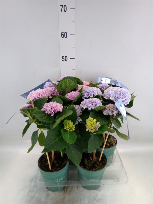 <h4>Hydrangea mac. 'Magical Revolution'</h4>