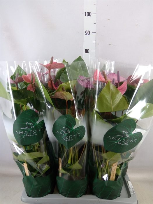 <h4>Anthurium andr. 'Cavalli'</h4>