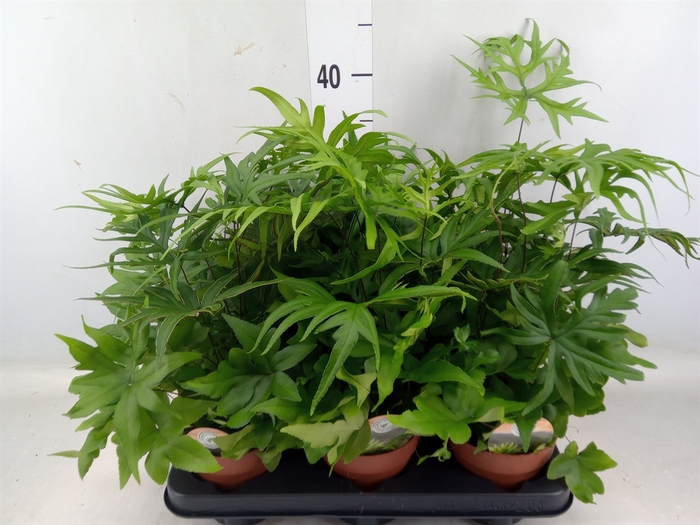 <h4>Doryopteris pedata</h4>