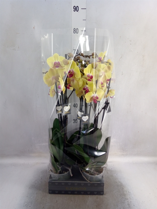 Phalaenopsis  'Goldion'