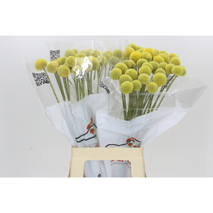 Craspedia Globosa Paintball Globe