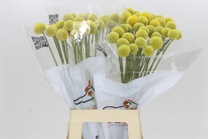 <h4>Craspedia Globosa Paintball Globe</h4>