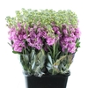 MATTH INCANA IRON PINK