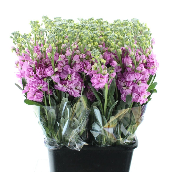 MATTH INCANA IRON PINK