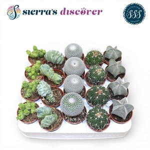 Discover® - Bilbao Cactus Mix (Exclusive)