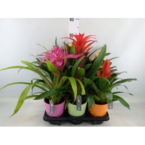 Bromelia   ...mix