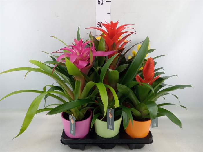 <h4>Bromelia   ...mix</h4>