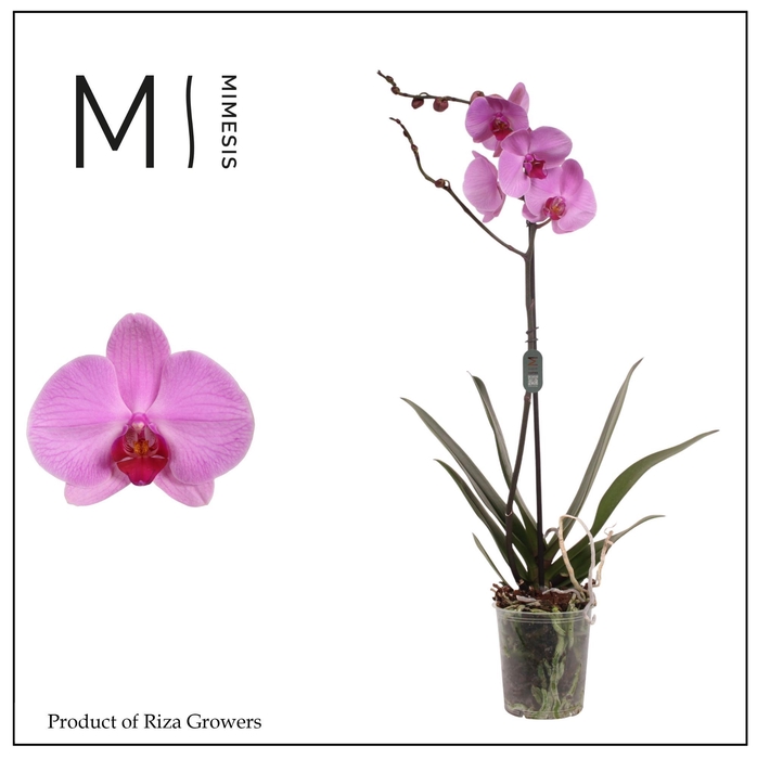 <h4>Phalaenopsis Orlando 1 spike – 12cm | Mimesis</h4>