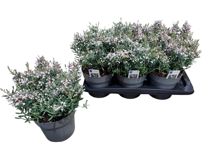 <h4>ANDROM POLIFOLIA</h4>