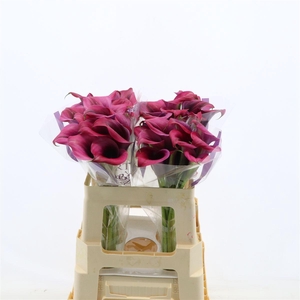 Calla Dior | Dubbelbloemig