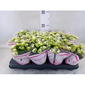 Kalanchoe blos. 'Calandiva Whites'