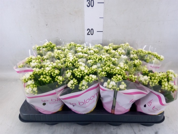 <h4>Kalanchoe blos. 'Calandiva Whites'</h4>