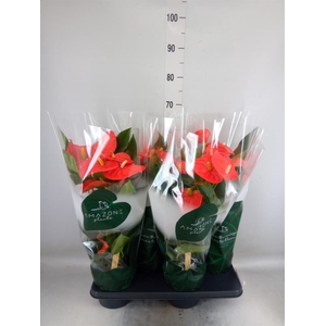 Anthurium andr. 'Florida'