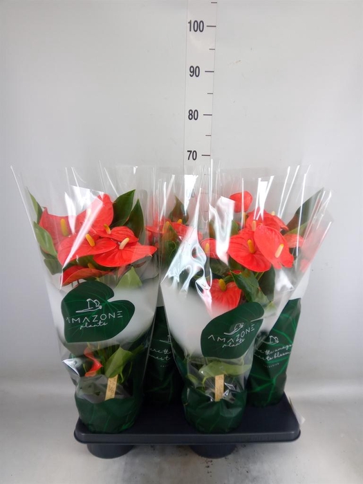 <h4>Anthurium andr. 'Florida'</h4>