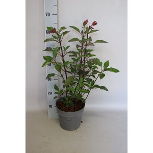 vaste planten 19 cm  Salvia Kisses and Wishes