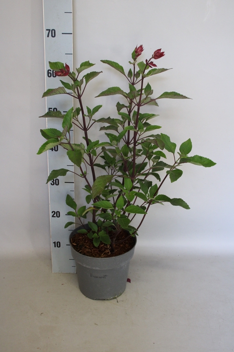 <h4>vaste planten 19 cm  Salvia Kisses and Wishes</h4>