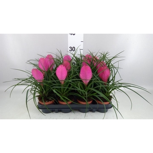Tillandsia cyanea 'Anita'