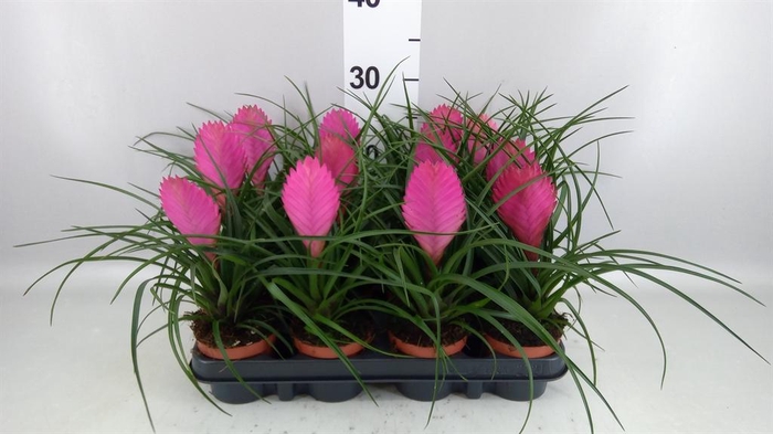 <h4>Tillandsia cyanea 'Anita'</h4>
