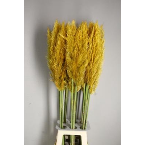 Cortaderia Sel. Honey Orange