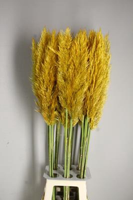 Cortaderia Sel. Honey Orange