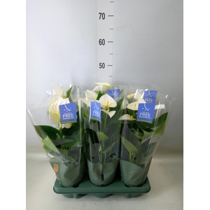 Anthurium  'Karma White'