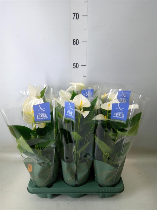 <h4>Anthurium  'Karma White'</h4>
