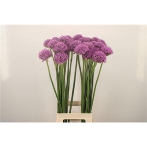 Allium Gladiator Extra