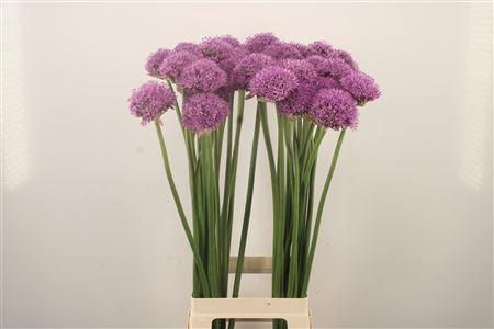 <h4>Allium Gladiator Extra</h4>