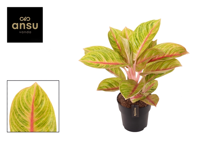 <h4>Aglaonema Rose Parakeet</h4>
