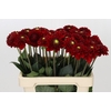Dahlia Red Fox