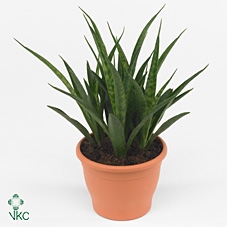 <h4>Sansevieria kirkii 'Friends' P12</h4>