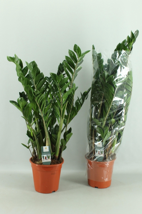 <h4>ZAMIO ZAMIIFOLIA</h4>