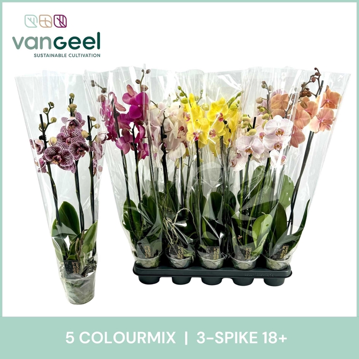 <h4>PHAL GEM 5 KL</h4>