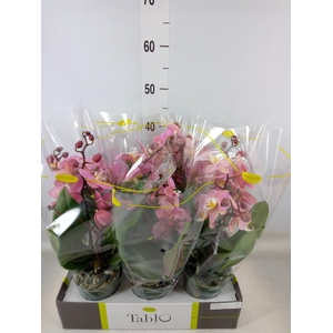 Phalaenopsis   ...rose