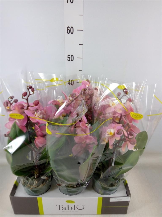 <h4>Phalaenopsis   ...rose</h4>