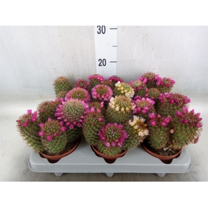Mammillaria ernestii