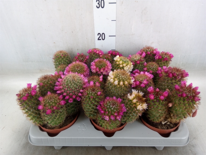 <h4>Mammillaria ernestii</h4>
