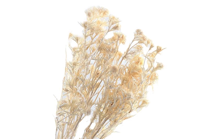 <h4>Eryngium White Bleached</h4>
