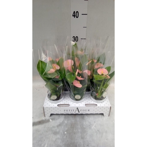 Anthurium andr. 'Spirit'