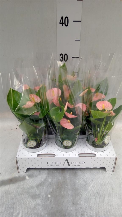 <h4>Anthurium andr. 'Spirit'</h4>