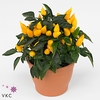 Capsicum Sombrero Mambo Geel 12cm