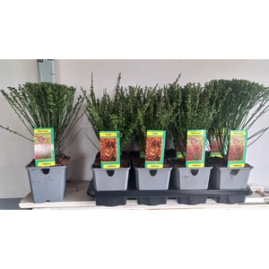 Cytisus praecox   ...